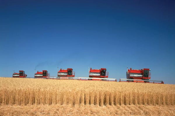 Nebraska: 1970s Five Massey Ferguson Combines Harvesting Wheat Nebraska USA by Vintage Images