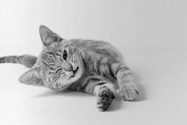 1970s Head On View Of Young Striped Cat Stretching Out On Floor One Eye Closed Indoor