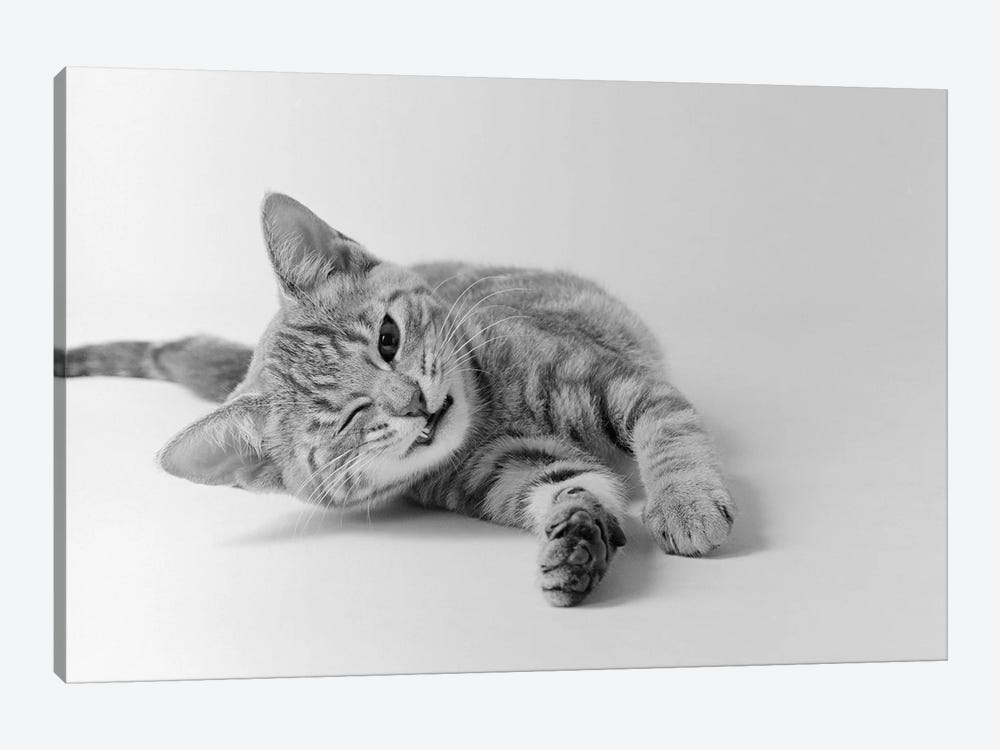 1970s Head On View Of Young Striped Cat Stretching Out On Floor One Eye Closed Indoor by Vintage Images 1-piece Canvas Wall Art