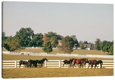 1990s Small Group Of Horses Beside White Pasture Fence Late In Summer Canvas Art Print - Vintage Images