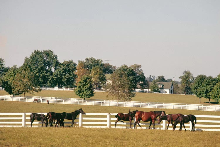 1990s Small Group Of Horses Beside White Pasture Fence Late In Summer