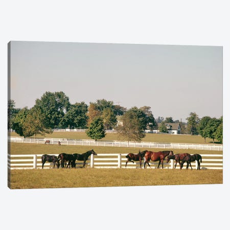 1990s Small Group Of Horses Beside White Pasture Fence Late In Summer Canvas Print #VTG508} by Vintage Images Canvas Print