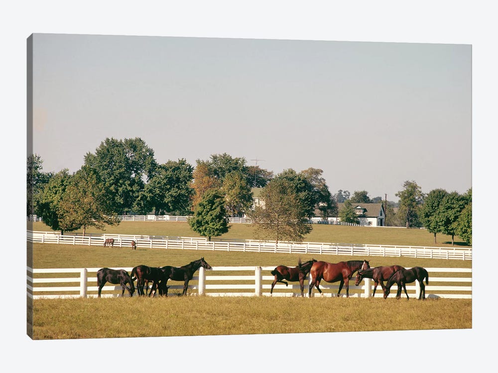 1990s Small Group Of Horses Beside White Pasture Fence Late In Summer by Vintage Images 1-piece Canvas Wall Art