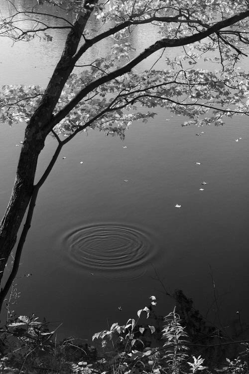 Autumn Tree By Bank Of Pond Concentric Circles In The Water Ripple Effect Nature Leaves