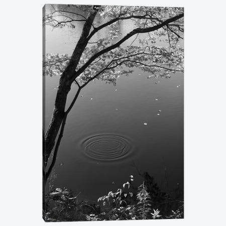 Autumn Tree By Bank Of Pond Concentric Circles In The Water Ripple Effect Nature Leaves Canvas Print #VTG514} by Vintage Images Canvas Print