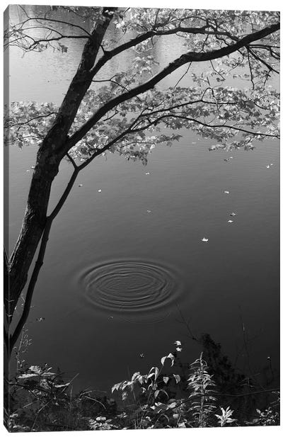 Autumn Tree By Bank Of Pond Concentric Circles In The Water Ripple Effect Nature Leaves Canvas Art Print - Vintage Images