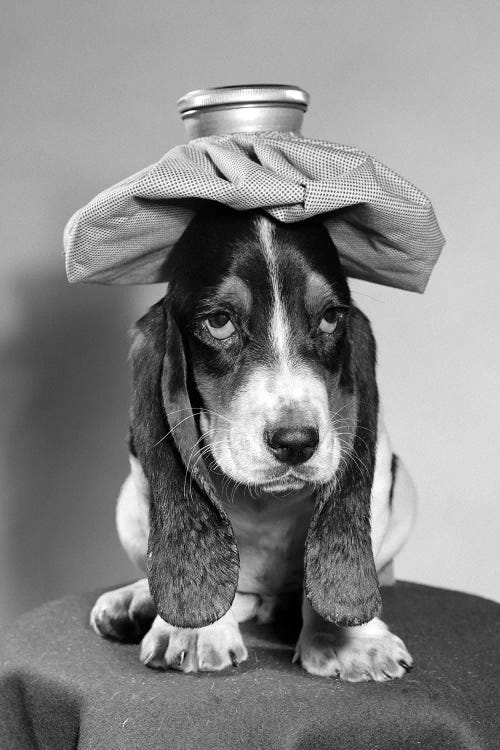 Bassett Hound Dog With Ice Pack On Head