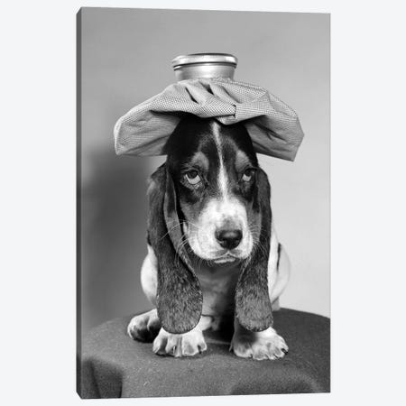 Bassett Hound Dog With Ice Pack On Head Canvas Print #VTG516} by Vintage Images Canvas Print
