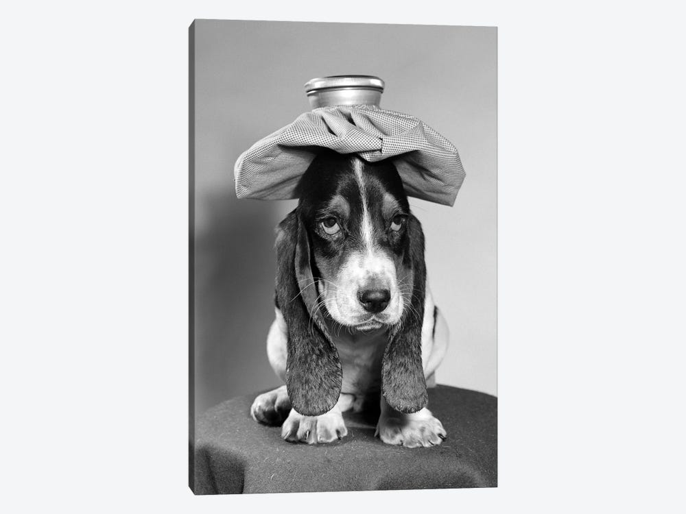 Bassett Hound Dog With Ice Pack On Head by Vintage Images 1-piece Canvas Print