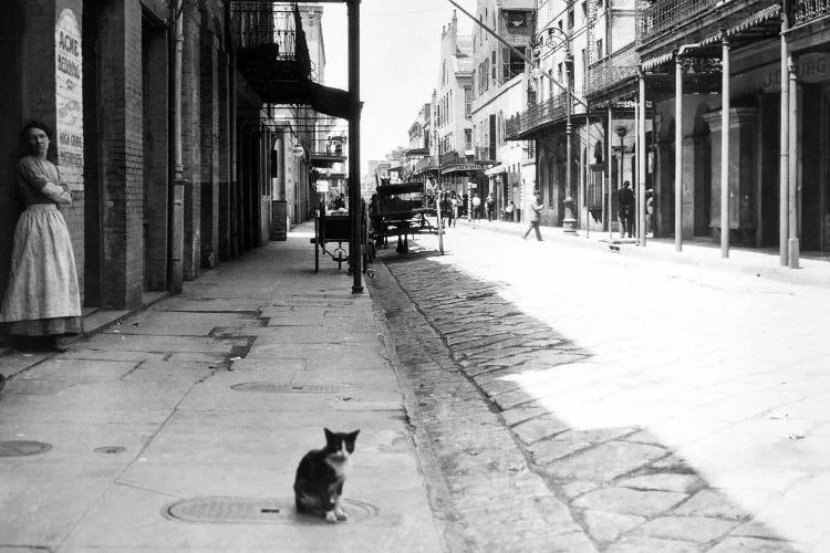 Early 1900s Cat Sitting On Street Older Section Of New Orleans Louisiana USA