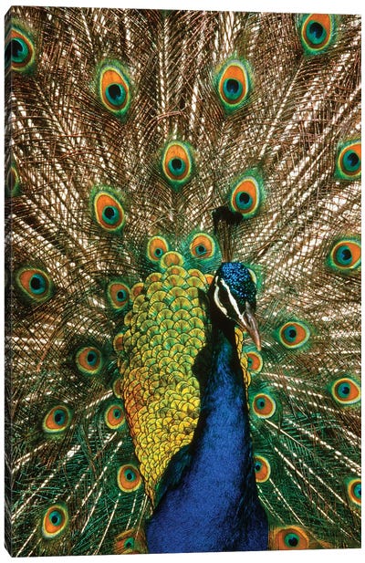 Male Peacock Indian Peafowl Pavo Cristatus Displaying Tail Feathers Canvas Art Print - Indian Décor