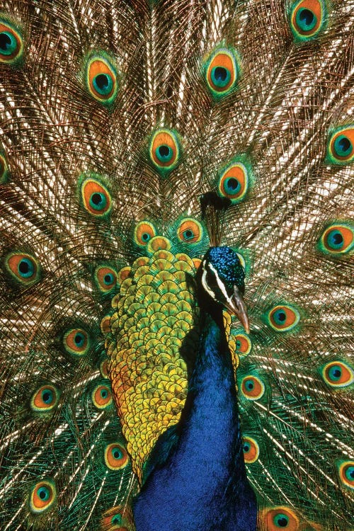 Male Peacock Indian Peafowl Pavo Cristatus Displaying Tail Feathers