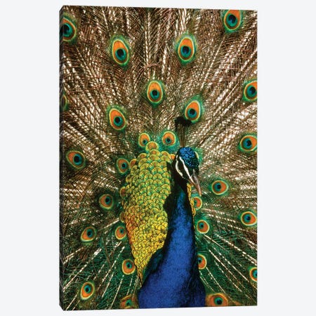 Male Peacock Indian Peafowl Pavo Cristatus Displaying Tail Feathers Canvas Print #VTG527} by Vintage Images Canvas Art