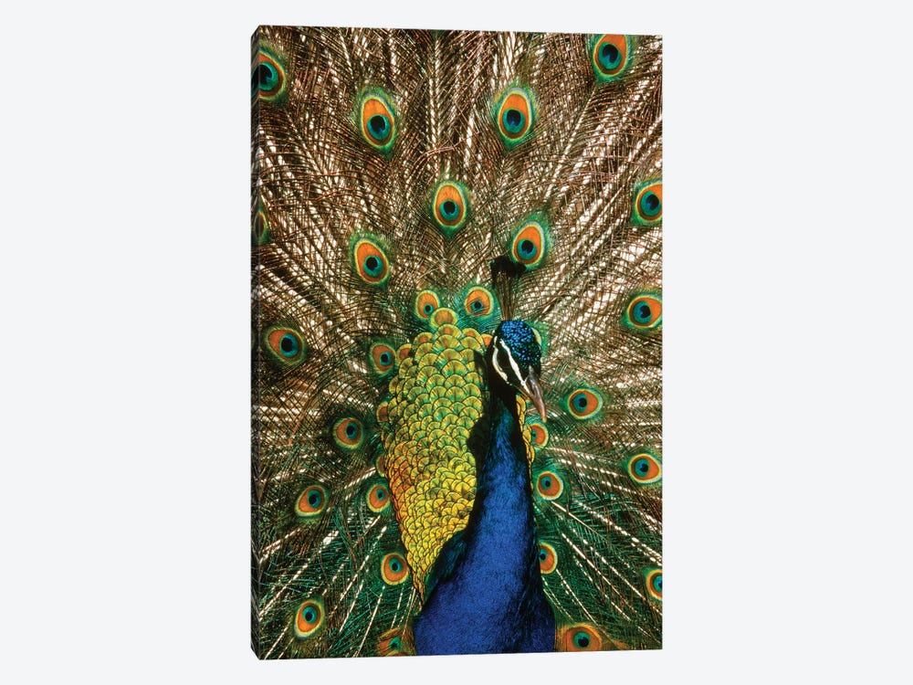 Male Peacock Indian Peafowl Pavo Cristatus Displaying Tail Feathers 1-piece Art Print