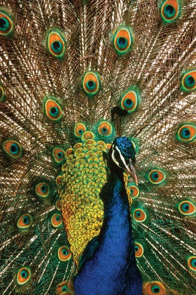 Male Peacock Indian Peafowl Pavo Cristatus Displaying Tail Feathers