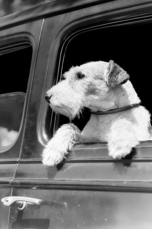 Profile Portrait Of Wire Fox Terrier Dog Looking Out Of Automobile Window