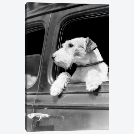 Profile Portrait Of Wire Fox Terrier Dog Looking Out Of Automobile Window Canvas Print #VTG530} by Vintage Images Canvas Wall Art