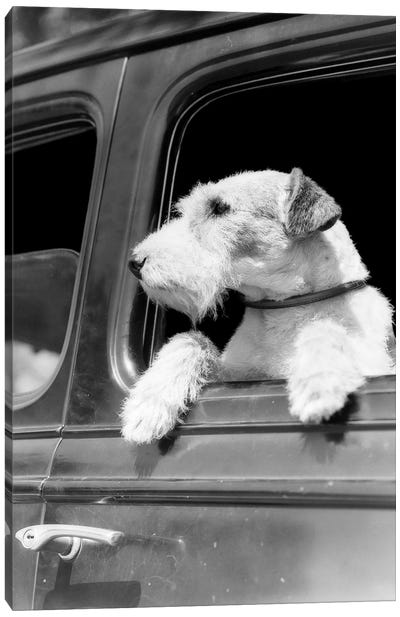 Profile Portrait Of Wire Fox Terrier Dog Looking Out Of Automobile Window Canvas Art Print