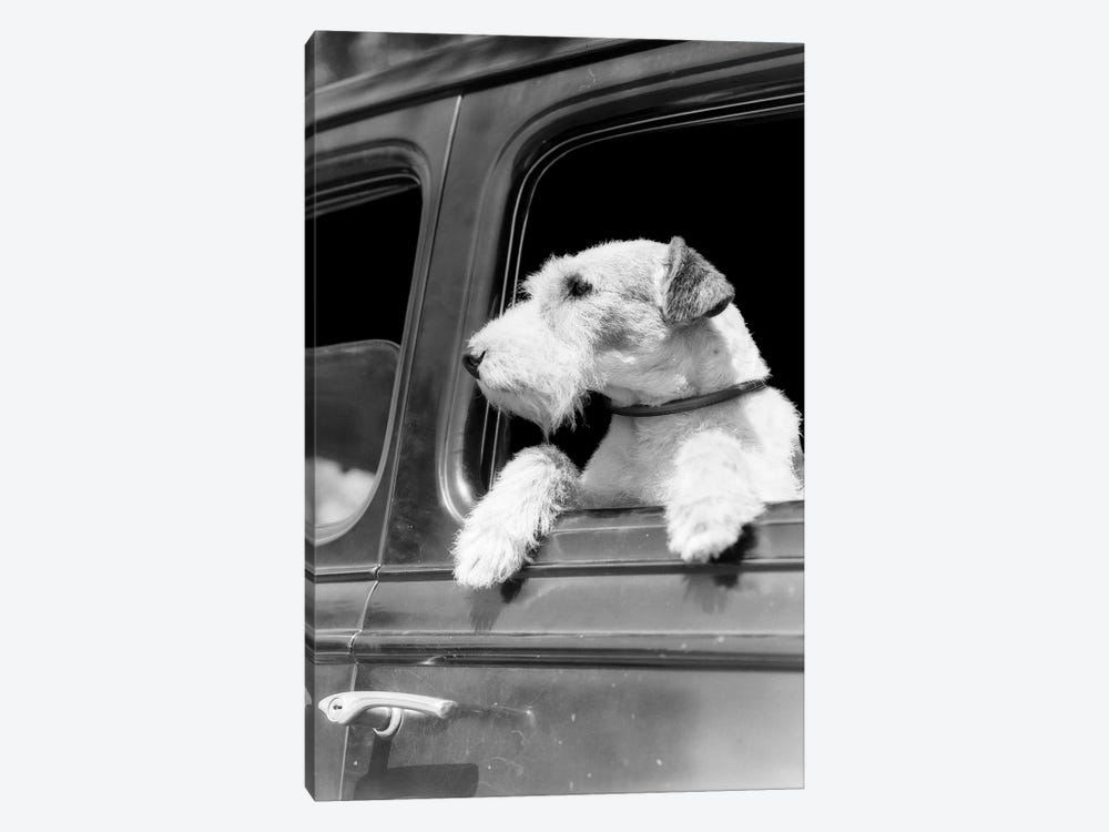 Profile Portrait Of Wire Fox Terrier Dog Looking Out Of Automobile Window by Vintage Images 1-piece Art Print