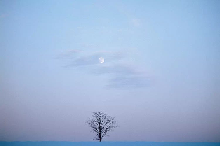 Single Tree In Winter Landscape Evening Moon