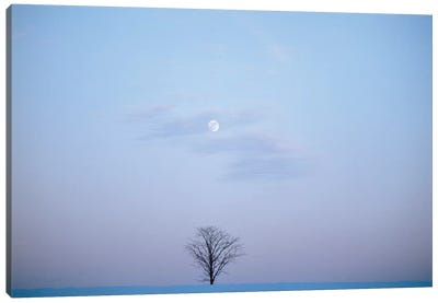 Single Tree In Winter Landscape Evening Moon Canvas Art Print - Vintage Images