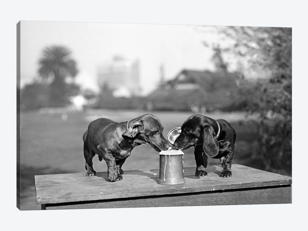 1890s Two Dachshund Puppies Lapping Beer From Stein by Vintage Images 1-piece Canvas Artwork
