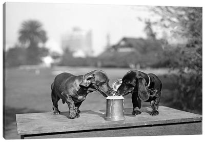 1890s Two Dachshund Puppies Lapping Beer From Stein Canvas Art Print - Wildlife Art