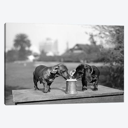1890s Two Dachshund Puppies Lapping Beer From Stein Canvas Print #VTG537} by Vintage Images Canvas Art Print