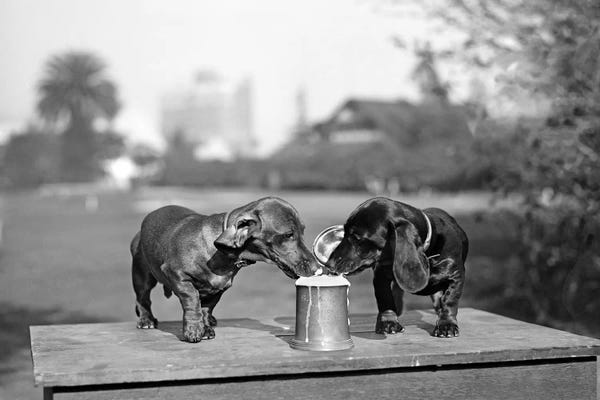 Dog Photography: 1890s Two Dachshund Puppies Lapping Beer From Stein by Vintage Images