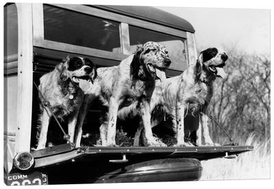 1930s English Setter Hunting Dogs On Tailgate Of Wood Body Station Wagon Automobile Canvas Art Print - Vintage & Retro Photography