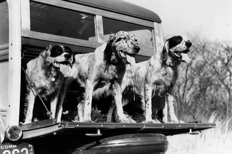 1930s English Setter Hunting Dogs On Tailgate Of Wood Body Station Wagon Automobile