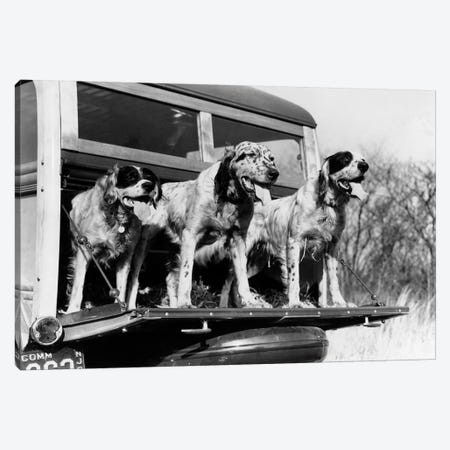 1930s English Setter Hunting Dogs On Tailgate Of Wood Body Station Wagon Automobile Canvas Print #VTG541} by Vintage Images Canvas Print