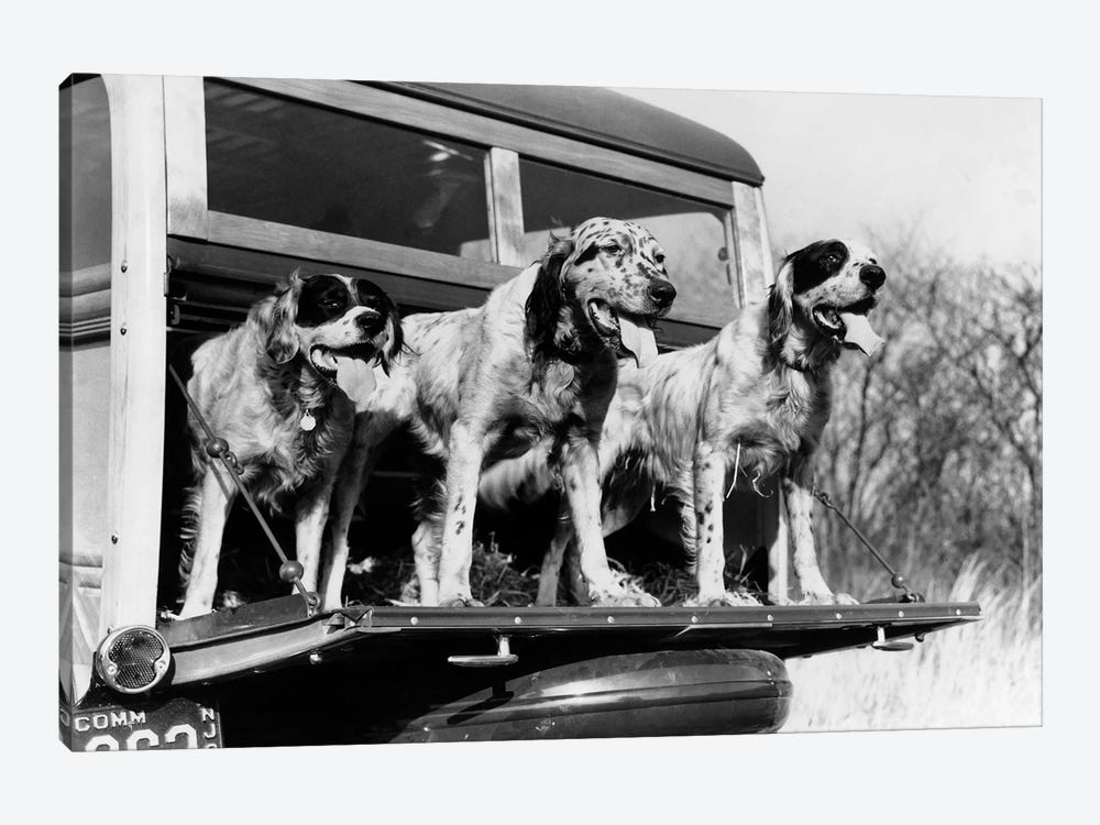 1930s English Setter Hunting Dogs On Tailgate Of Wood Body Station Wagon Automobile by Vintage Images 1-piece Art Print