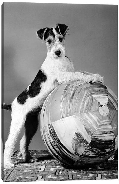1940s Terrier In Playful Pose Front Paws Up On Large Ball Ready To Play Canvas Art Print - Animal & Pet Photography
