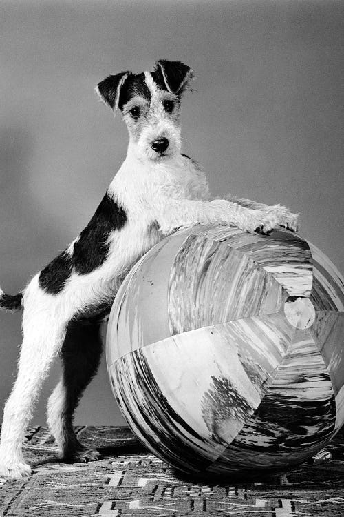 1940s Terrier In Playful Pose Front Paws Up On Large Ball Ready To Play