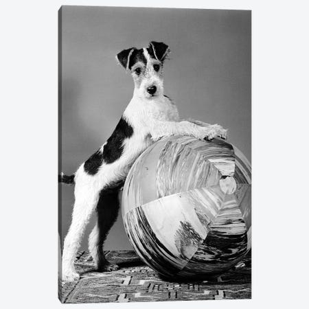 1940s Terrier In Playful Pose Front Paws Up On Large Ball Ready To Play Canvas Print #VTG552} by Vintage Images Canvas Wall Art