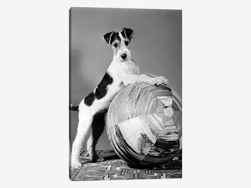 1940s Terrier In Playful Pose Front Paws Up On Large Ball Ready To Play by Vintage Images 1-piece Art Print