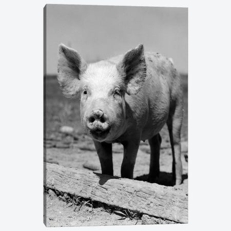 1950s Close-Up Of Chester White And American Yorkshire Pig With Ring In Nose Looking At Camera Canvas Print #VTG557} by Vintage Images Canvas Print