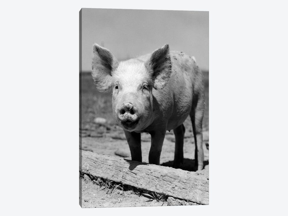 1950s Close-Up Of Chester White And American Yorkshire Pig With Ring In Nose Looking At Camera by Vintage Images 1-piece Canvas Artwork