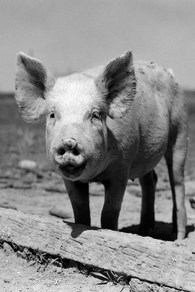 Pigs: 1950s Close-Up Of Chester White And American Yorkshire Pig With Ring In Nose Looking At Camera by Vintage Images