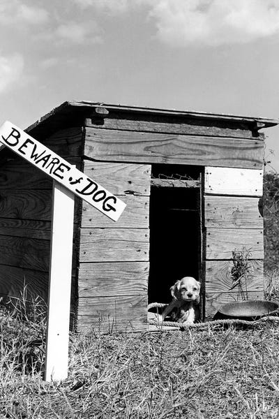 Spaniels: 1950s Cocker Spaniel Puppy In Doghouse With Beware Of Dog Sign by Vintage Images