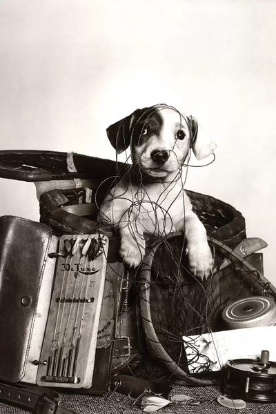 Dog Photography: 1950s Dog Popping Out Of Basket Tangled In Fishing Equipment by Vintage Images