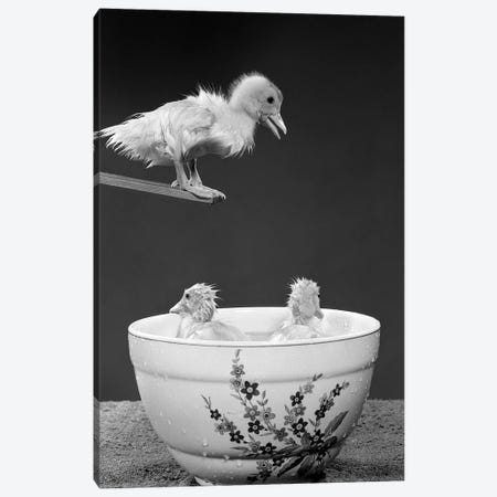 1950s Duckling On Diving Board Looking Down At Two Other Ducklings In Deep Bowl Filled With Water Canvas Print #VTG561} by Vintage Images Art Print