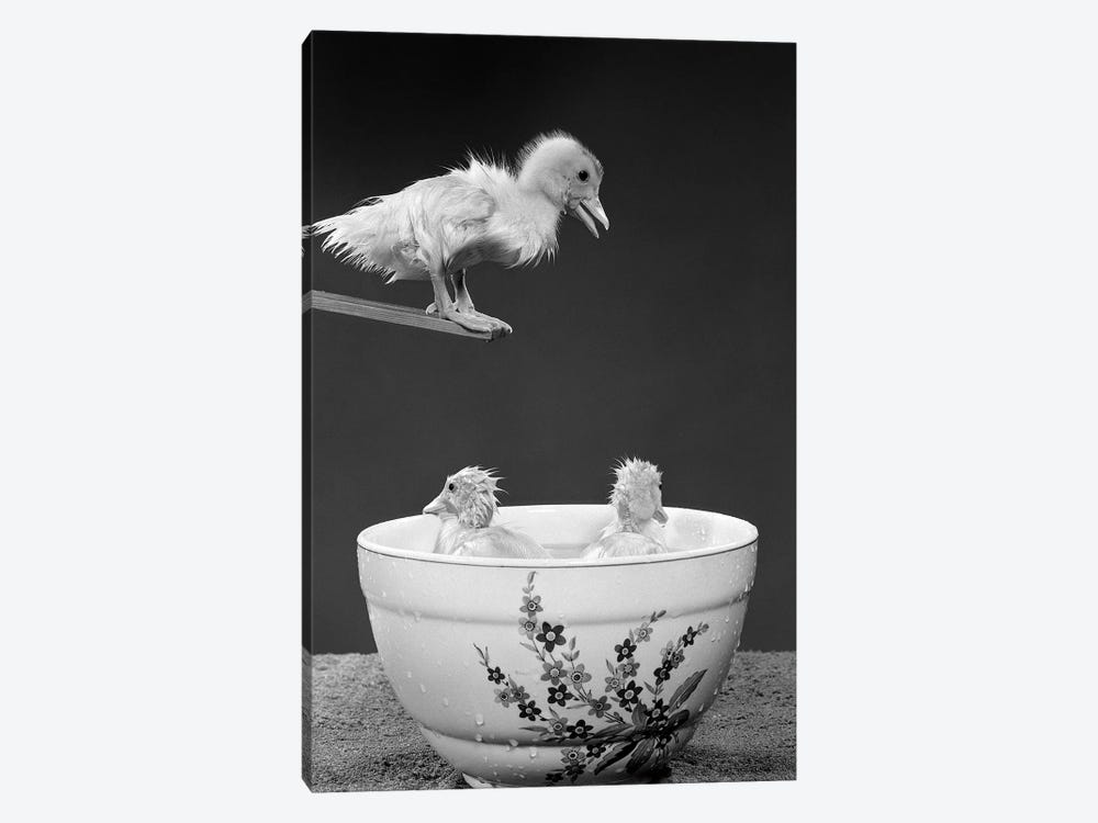 1950s Duckling On Diving Board Looking Down At Two Other Ducklings In Deep Bowl Filled With Water by Vintage Images 1-piece Art Print