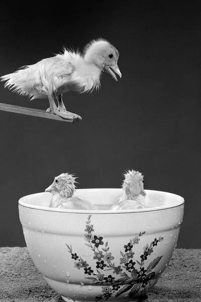 1950s Duckling On Diving Board Looking Down At Two Other Ducklings In Deep Bowl Filled With Water