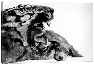 1950s Funny Image Of Cocker Spaniel Puppy Lying Down Beside Fierce Mouth Of A Tiger Canvas Art Print - Dog Photography