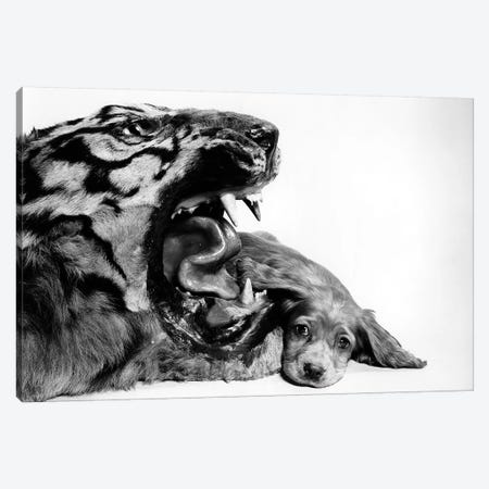 1950s Funny Image Of Cocker Spaniel Puppy Lying Down Beside Fierce Mouth Of A Tiger Canvas Print #VTG563} by Vintage Images Canvas Print