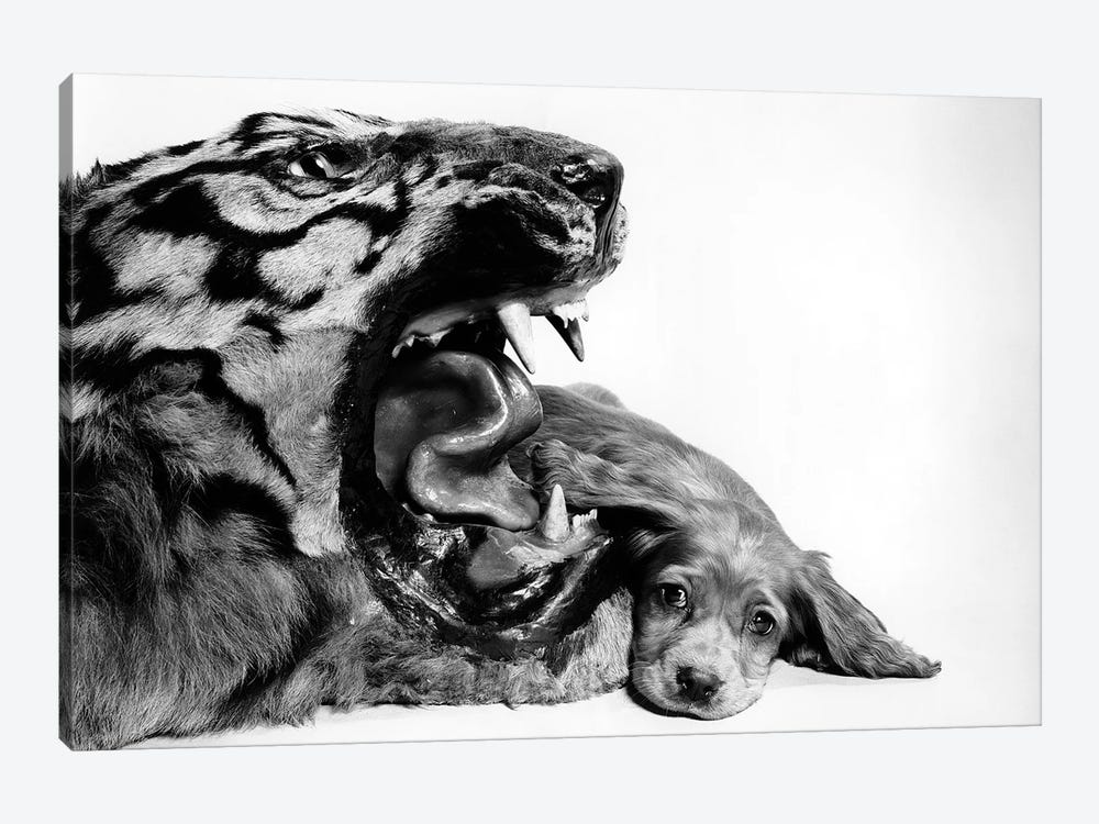 1950s Funny Image Of Cocker Spaniel Puppy Lying Down Beside Fierce Mouth Of A Tiger by Vintage Images 1-piece Art Print