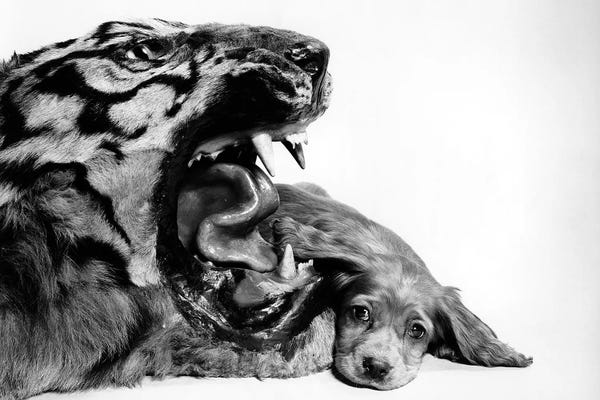 Spaniels: 1950s Funny Image Of Cocker Spaniel Puppy Lying Down Beside Fierce Mouth Of A Tiger by Vintage Images