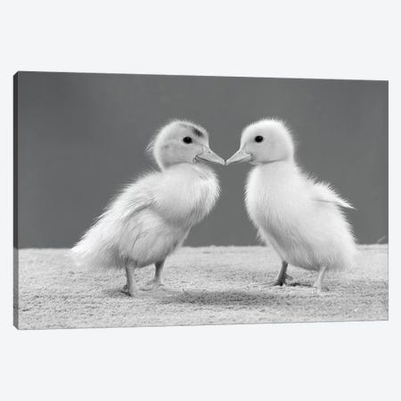 1950s Pair Of Ducklings Standing Beak-To-Beak Canvas Print #VTG564} by Vintage Images Canvas Art